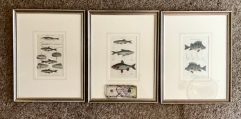 Trio Of Antique Hand Colored  Scientific Etchings Of Aquatic Animals