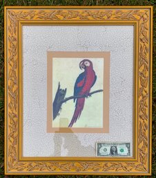 Double Matted Print Of Male Macaw Framed In Gilded Wood-and Under Glass