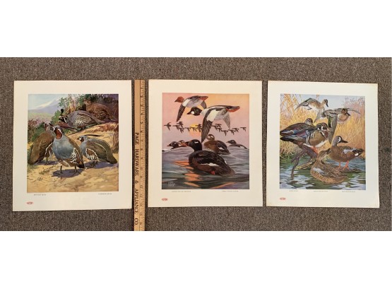 3 Vintage Duck & Bird Hunting Posters DuPont Gun Powder