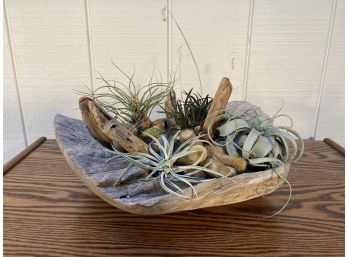 Organic Wooden Bowl With Succulents