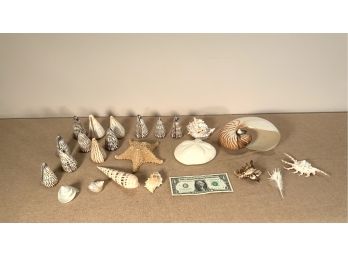 Collection Of 23 Exotic Sea Shells