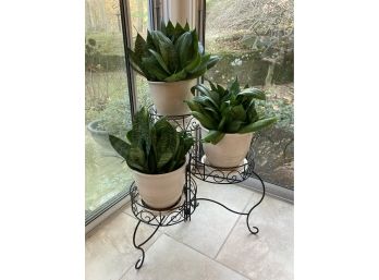 Group Of 3 Snake Plants On Wire Plant Stand