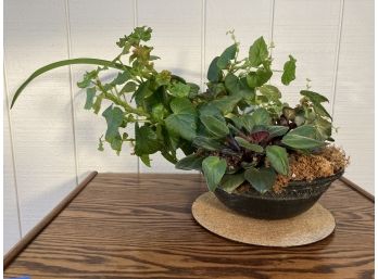 Begonia Plant