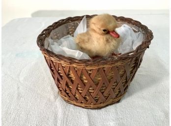 Vintage Baby Duck Taxadermy