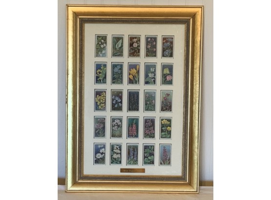 Antique Willis Cigarette Flower Cards Framed And Matted Professionally