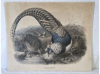 John Gould Lithograph Print Lady Amherst Pheasant 18x23