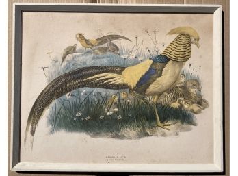 John Gould Lithograph Print Golden Pheasant