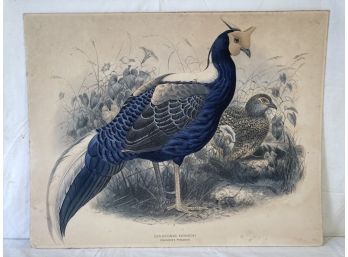 John Gould Lithograph Print Swinhoe's Pheasant 18x23