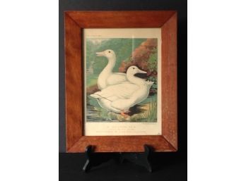 Cassell's Poultry Book Print 'aylesbury Ducks' Framed Under Glass, Framed In Wood.