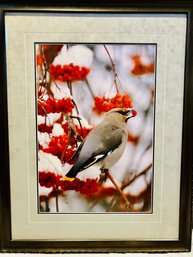 LIMITED EDITION SIGNED Photographic Print Of Bohemian Waxwing By Well-Known Photographer THOMAS D. MANGELSEN--