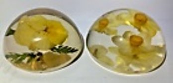 TWO Vintage Paperweights With Real Yellow Flowers--Fairly Small--2.5 Inches Across