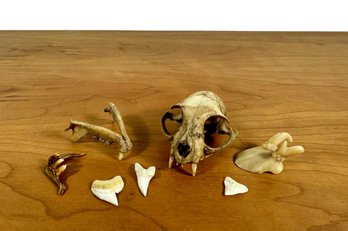 Grouping Of Animal Bones