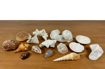 Grouping Of Seashells & Coral