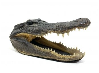 Preserved Crocodile Head