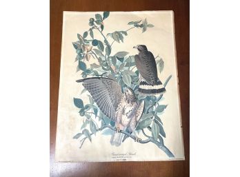 Antique JJ Audubon - Broad Winged Hawk - Engraved, Colored & Printed By R Havell 1833