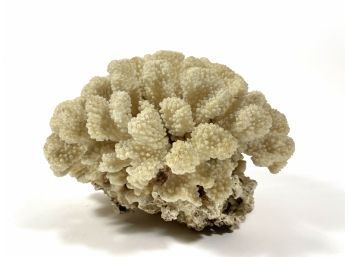 Chunk Of Sea Coral