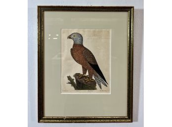18th C. Eleazar Albin Framed Bird Engraving