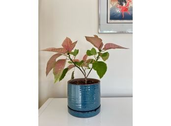 Blue Ceramic Planter & Plant