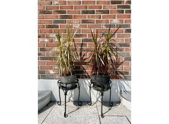 (2) Wrought Iron Plant Stands, Plants & Planters