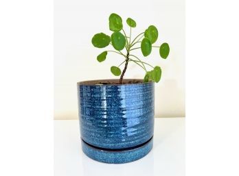 Blue Ceramic Planter & Plant