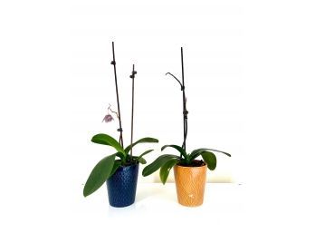 (2) Ceramic Planters & Plants