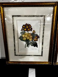 Botanical Art (2) With Gold Frames