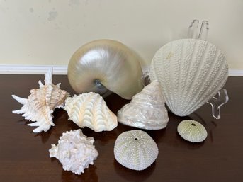 Elegant Collection Of Seashells