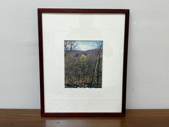 Framed Forest Photograph