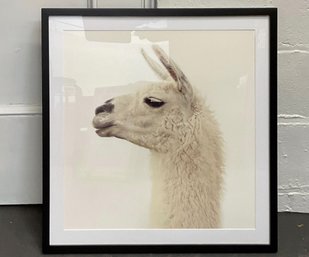 Framed Black And White Llama Picture