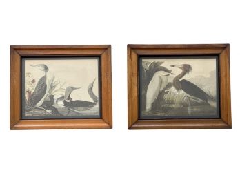 Bird Art Prints Framed 12.5 X 10