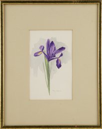 Floral Watercolor 'Purple Iris'