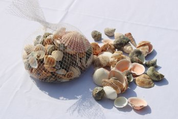 Collection Of Sea Shells