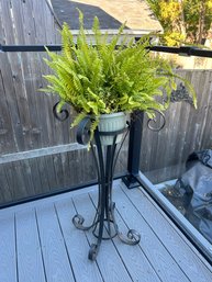 Fern In Wrought Iron Plant Stand