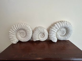 Decorative Faux Nautilus Fossil Wall Decor