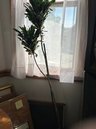 Real House Plant