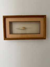 Spindle Tibia Sea Shell Mounted In A Wood Shadow Box Frame