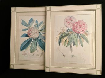 Two Rhododendron Prints