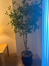 Tall Ficus Benjamina Tree- Faux