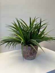 House Plant