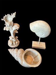 Decorate Shell Home Decor