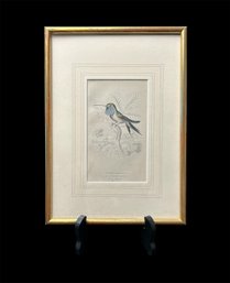 Blue Throated Hummingbird Colorized Framed Print, Includes Certification (L)