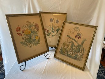 Botanical Prints   (B)