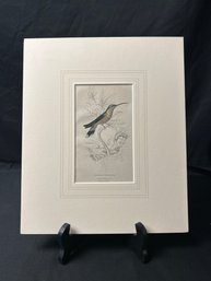 Swainsons Hummingbird, Colorized Print, Matted (L)