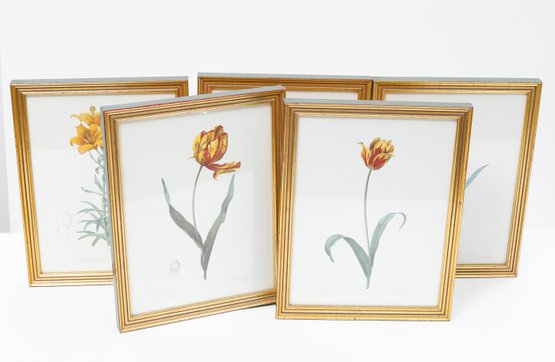 Pierre Joseph Redout Collection Of Botanical Prints