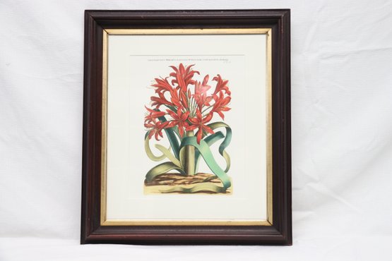 Framed Botanical Print Red Lillies