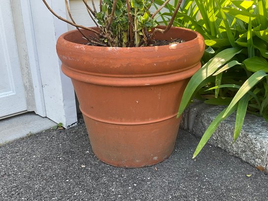 Terracotta Planter With Plant