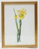 Pierre Joseph Redout Collection Of Botanical Prints