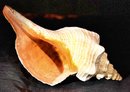 Shell & Coral Museum Quality Collection - VERY LARGE Specimen