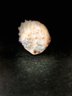 Large Shell - Collector's Item - See Additional Lots