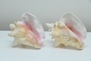 Pair Of Conch Shells